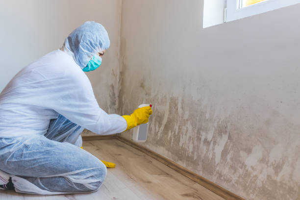 Professional mold removal team in Waverly
